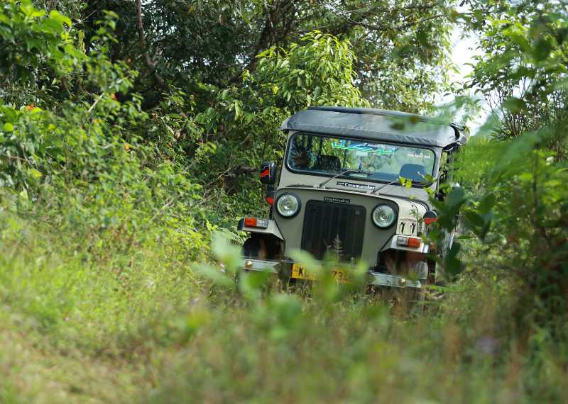 fullday-forest-jeep-safari Full Day Forest Jeep Safari