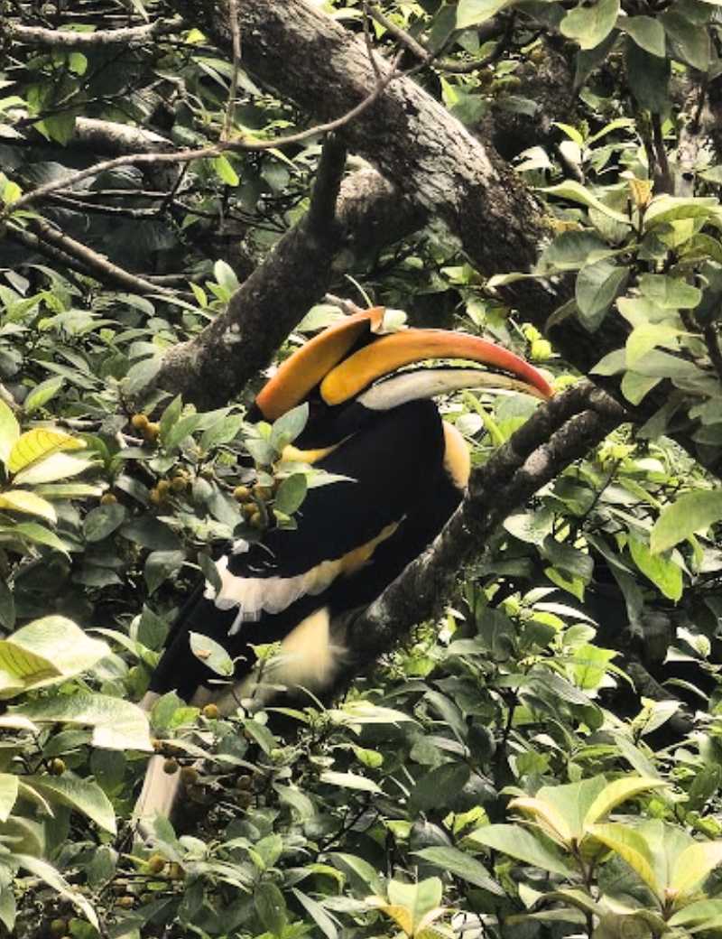 Hornbill sighted on Jungle Jeep Safari