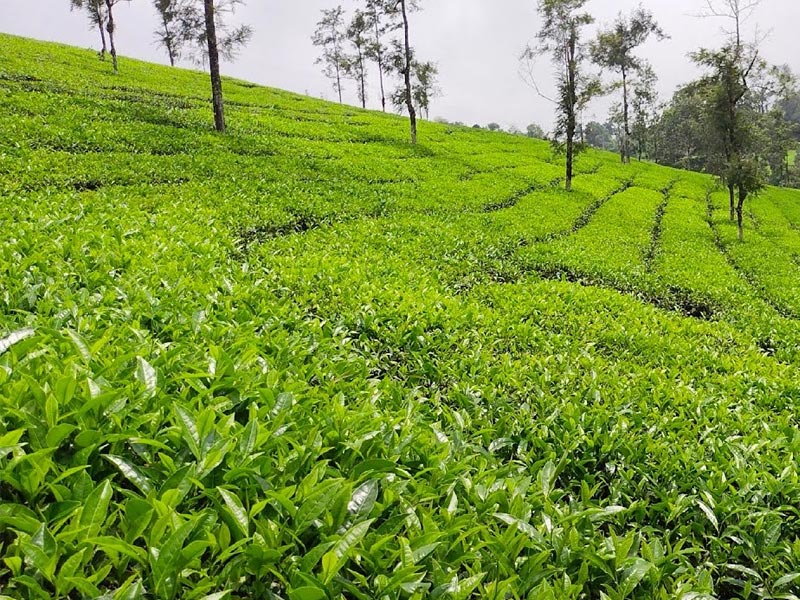 Tea Plantation Visit